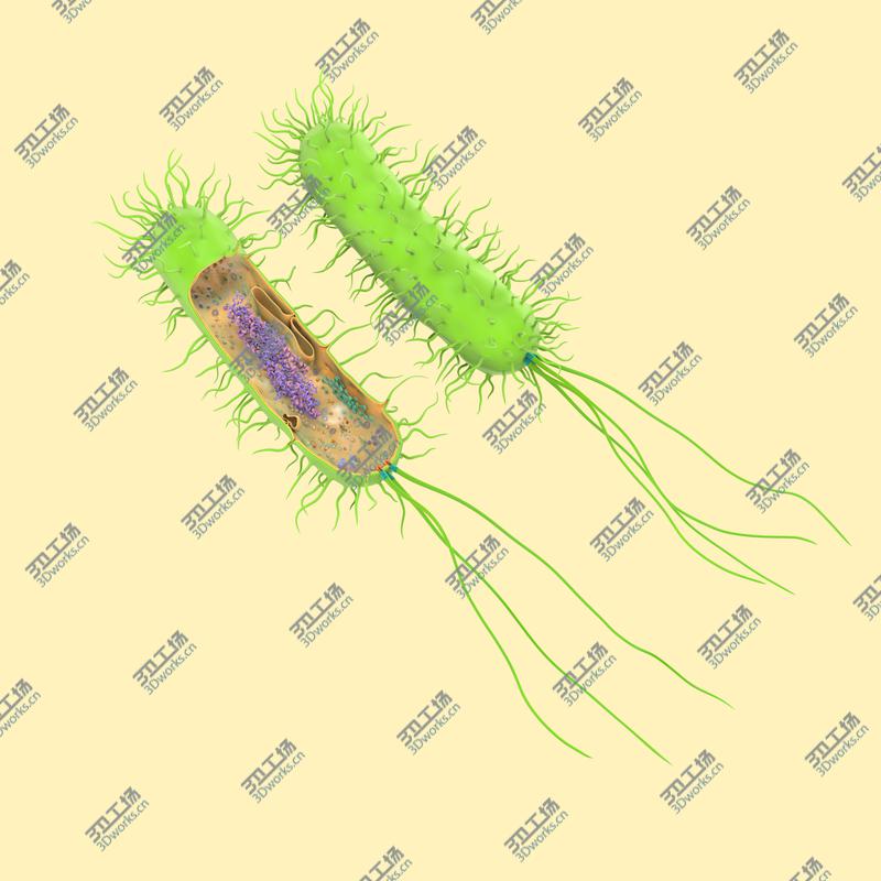 images/goods_img/20210319/Prokaryotic model/2.jpg